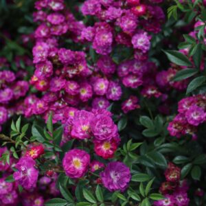 Kletterrose 'Manhattan Blue'®